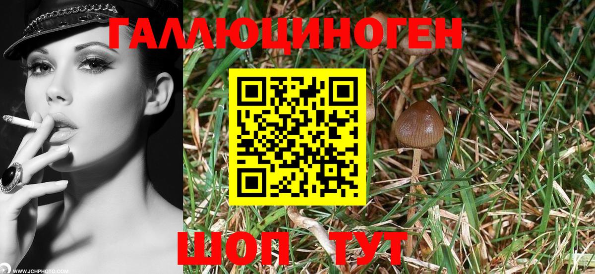 Галлюциногенные грибы прущие грибы Будённовск