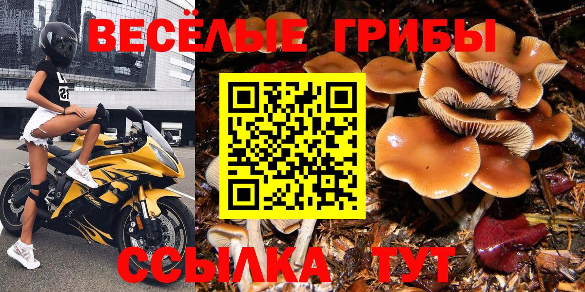 как найти закладки  Галлюциногенные грибы мухоморы  Будённовск  Вход с VPN  Псилоцибиновые грибы Psilocybe 